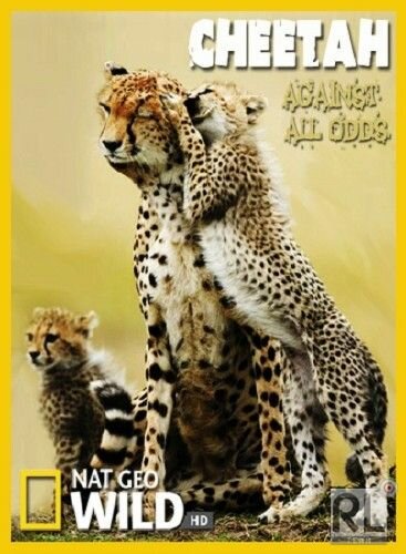 Гепарды – наперекор всему (2008) постер