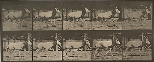 Orex Galloping (1887) постер